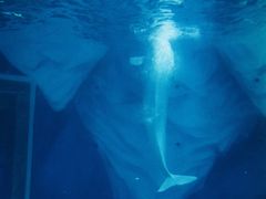 -上海海昌海洋公园-冰山北极馆