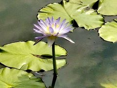 -国家植物园南园