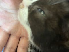 -楼上猫咖(罗湖店)