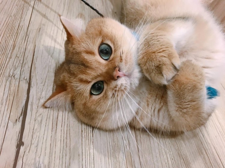 金渐层,好可爱的招财猫呀!