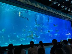 -烟台海昌鲸鲨海洋公园