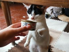 -猫猫幼稚园·撸猫·桌游·电玩