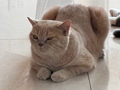 -Catmate·猫肥家润(金润铂宫店)