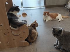 -飞行喵MR PILOT|猫舍·猫咖(静安大融城店)
