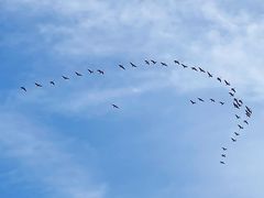 -盐城丹顶鹤湿地生态旅游区