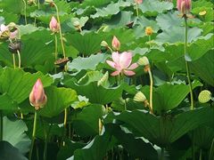 -莲池书院博物馆