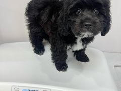 -博特宠物医院24h犬猫全科.骨科·异宠