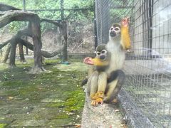 -南丹山森林王国
