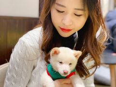 -逗柴咖啡屋·狗咖猫咖宠物桌游