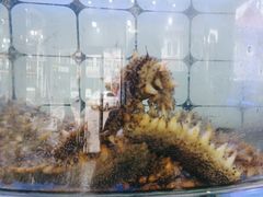 -日照大牌檔•小船海鲜(万平口店)