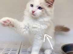 -lincat·猫舍(广州店)