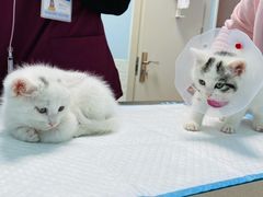 -纳吉亚猫专科动物医院博雅分院