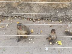 -石家庄市动物园