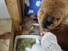 -猫色咖啡·猫咖