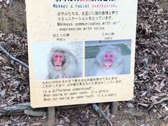 -岚山猴子公园