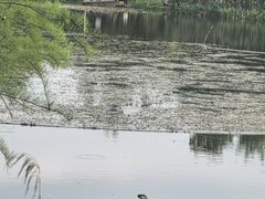 -白鹭湾湿地公园