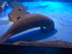 -烟台海昌鲸鲨海洋公园