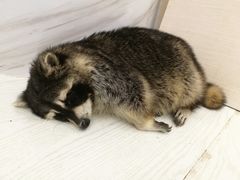 -浣熊柯尔鸭土拨鼠·电玩咖