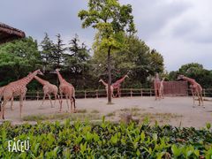 -上海野生动物园