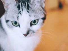 -喜多萌中农锦绣动物医院24H·猫科·牙科MRI·CT