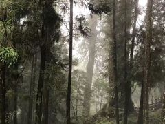-阿里山神木遗迹