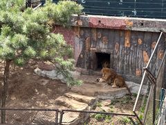 -大连森林动物园