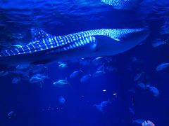 -烟台海昌鲸鲨海洋公园