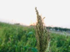 -合肥滨湖国家森林公园