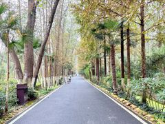 -合肥滨湖国家森林公园