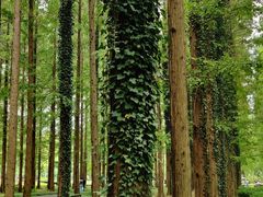 -黄海国家森林公园