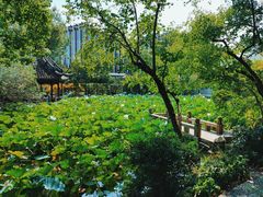 -上海醉白池公园