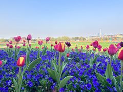 -苏州太湖西山岛开心农场