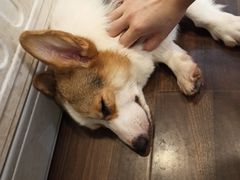 -柯斗斗主题餐厅·狗咖·围炉煮茶·茶饮(国瑞升平里店)