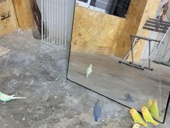 -吾叁·吉趣鸟咖(万科店)