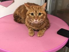 -李小姐の猫咖啡馆(五角场店)