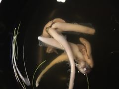-竹叶亭(银座店)