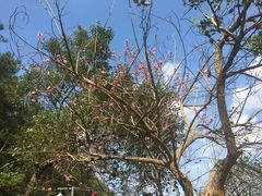 -神光山国家森林公园