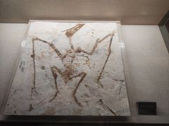 -安徽省地质博物馆