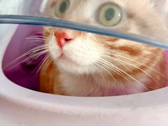 -艾吉宠物医院·疑难杂症转诊中心·猫友好(碧江路院)