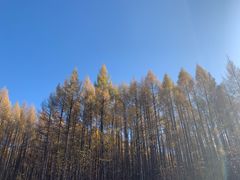 -汤旺河林海奇石景区