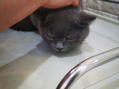 -美联众合动物医院·24h京西诊疗中心