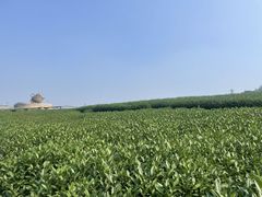 -听风阁农家私房菜茶楼(龙坞店)