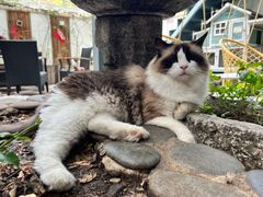 -喵屿·大理花园猫咖