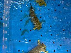 -徐记海鲜(大雁塔|金都店)