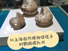 -青岛贝壳博物馆