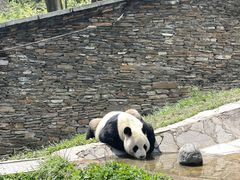 -卧龙中华大熊猫苑神树坪基地