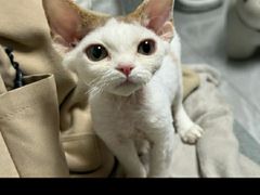 -山宅一喵德文卷毛猫舍