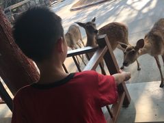 -清迈夜间动物园