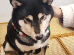 -柴迷FANS CLUB·柴犬狗咖·猫咖