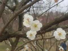 -秀丽东方
